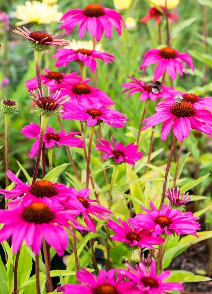 Echinacea jeżówka PURPLE EMPEROR - obrazek 7