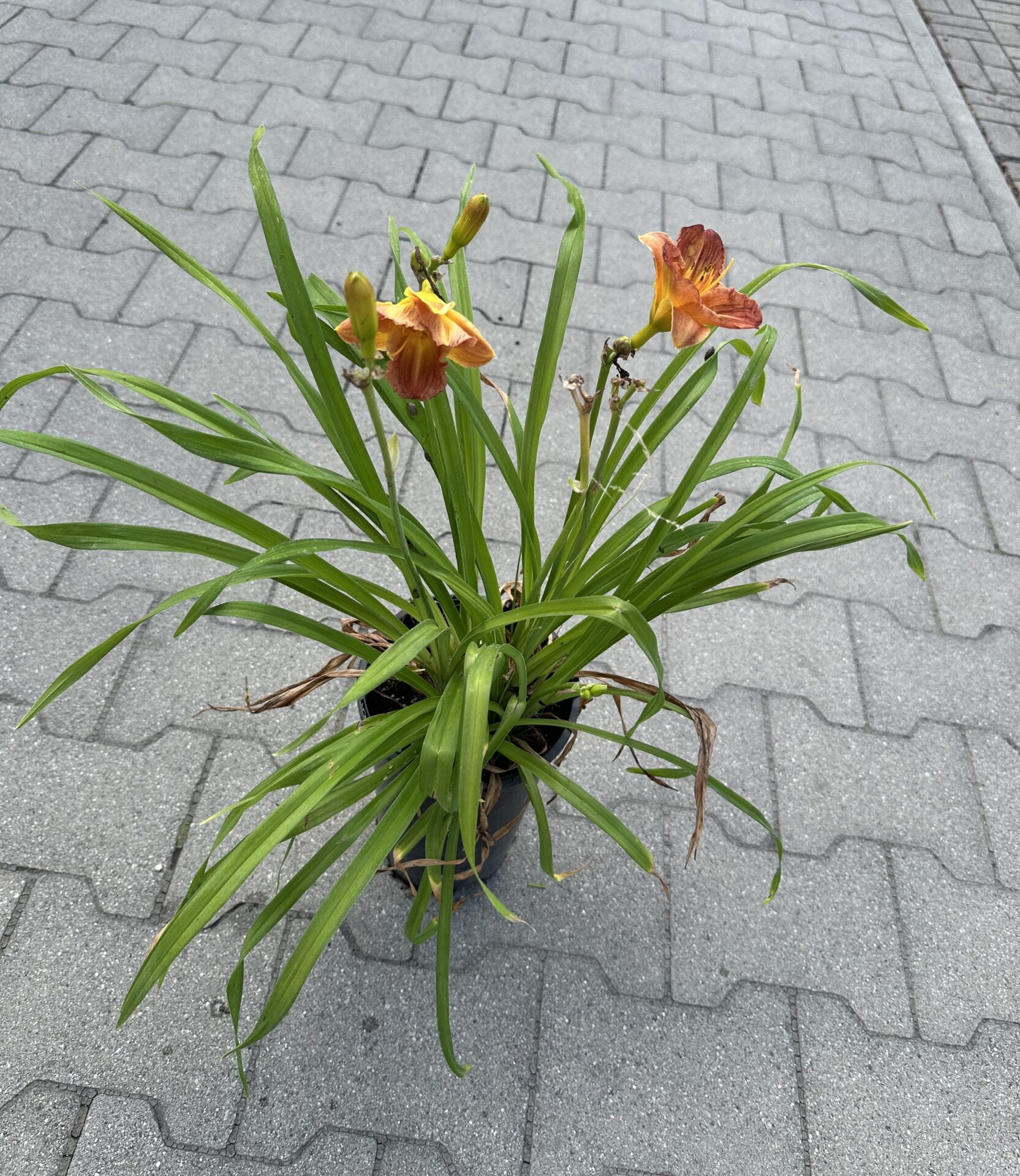 Liliowiec EVERYDAYLILI ORANGE - obrazek 3