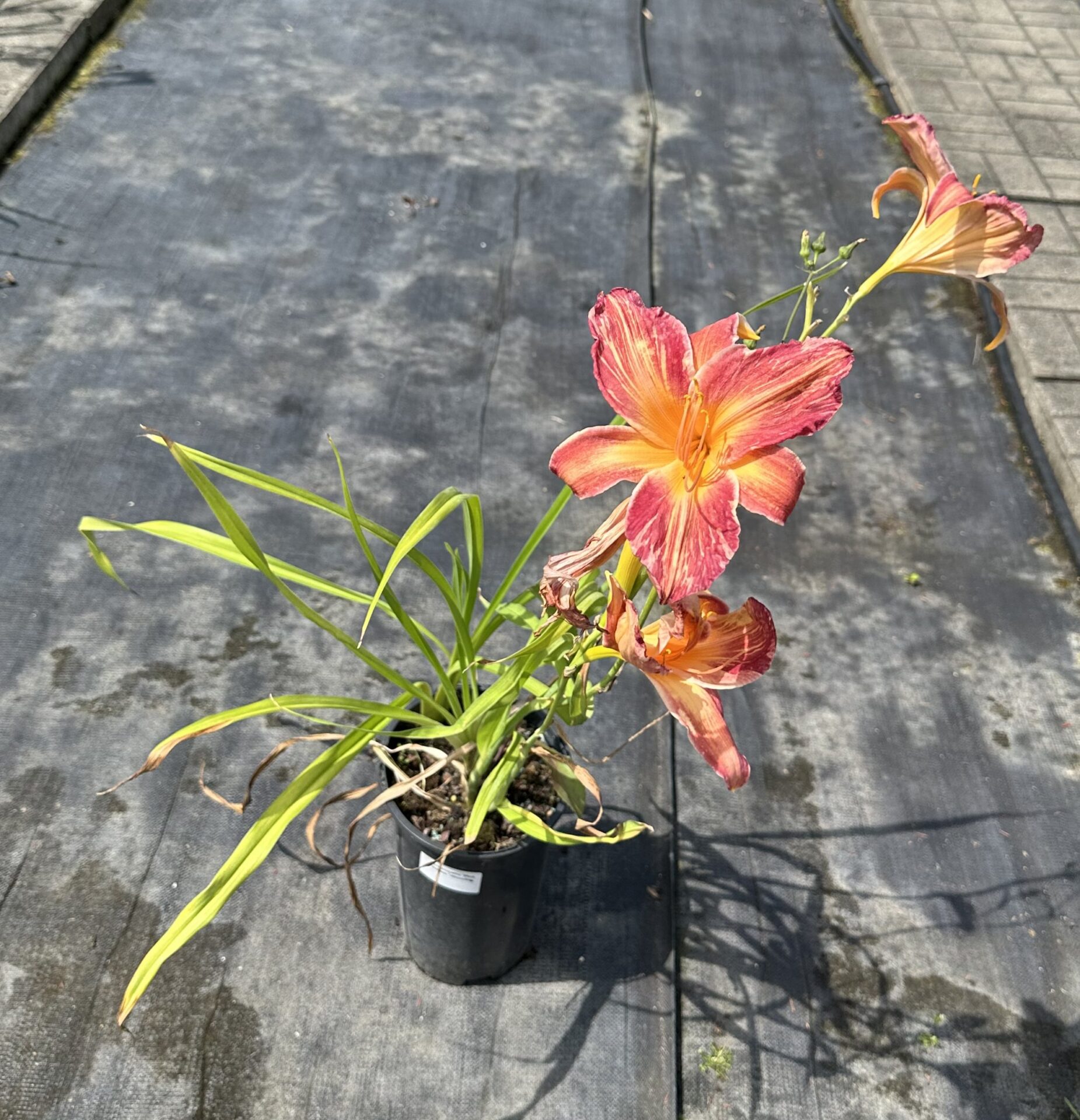 Liliowiec PINK STRIPES - obrazek 4