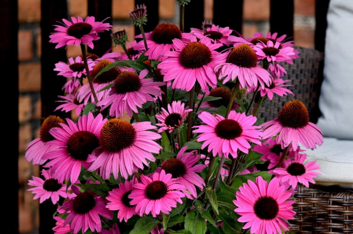 Echinacea jeżówka DARK PINK PEARL cudowny róż DŁUGO KWITNIE - obrazek 4
