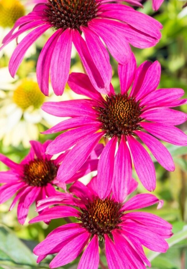 Echinacea jeżówka PURPLE EMPEROR - obrazek 4