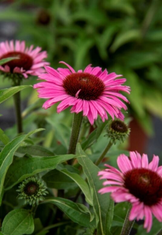 Echinacea jeżówka DARK PINK PEARL cudowny róż DŁUGO KWITNIE - obrazek 5