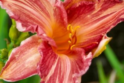 Liliowiec PINK STRIPES