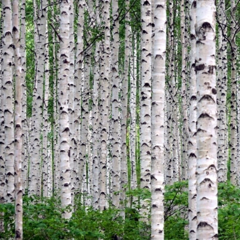 Brzoza pożyteczna DOORENBOS - obrazek 3