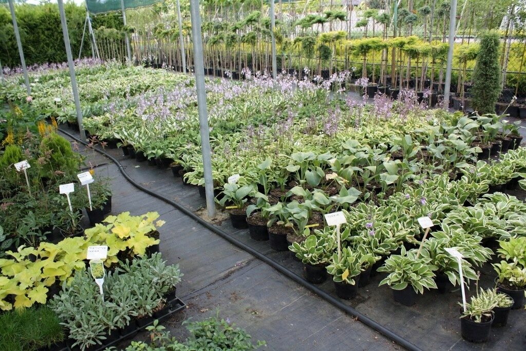 Funkia hosta CATHEDRAL WINDOWS - obrazek 4