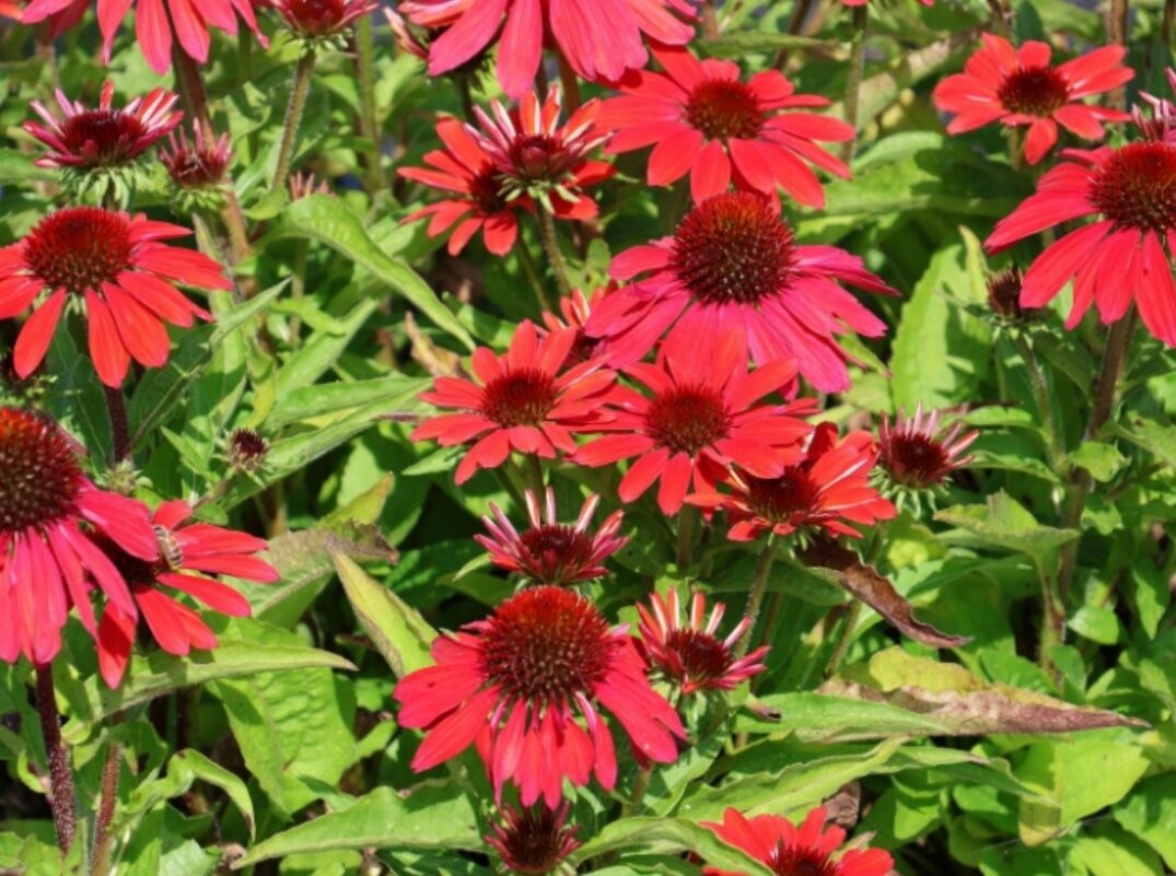 Echinacea jeżówka VINTAGE RUBY efektowne KARMINOWE KWIATY - obrazek 5