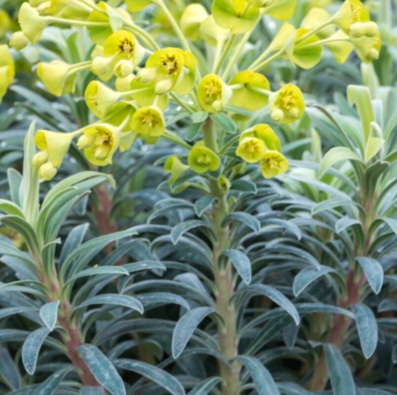 Wilczomlecz błękitnawy WULFENII niezwykłe LIMONKOWE KWIATY - obrazek 5