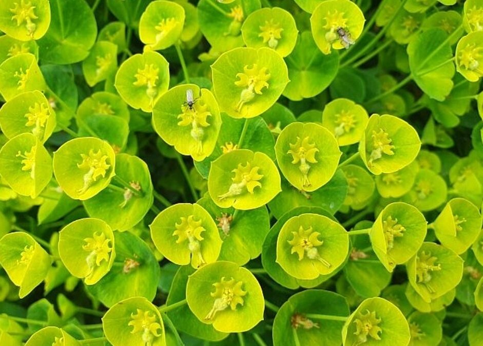 Wilczomlecz błękitnawy WULFENII niezwykłe LIMONKOWE KWIATY - obrazek 4