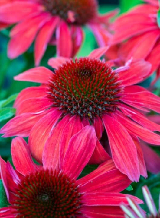 Echinacea jeżówka VINTAGE RUBY efektowne KARMINOWE KWIATY - obrazek 8