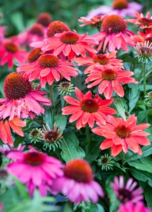 Echinacea jeżówka VINTAGE RUBY efektowne KARMINOWE KWIATY - obrazek 9