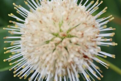 Guzikowiec zachodni MAGICAL MOONLIGHT