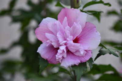 Hibiskus ARDENS szczepiony