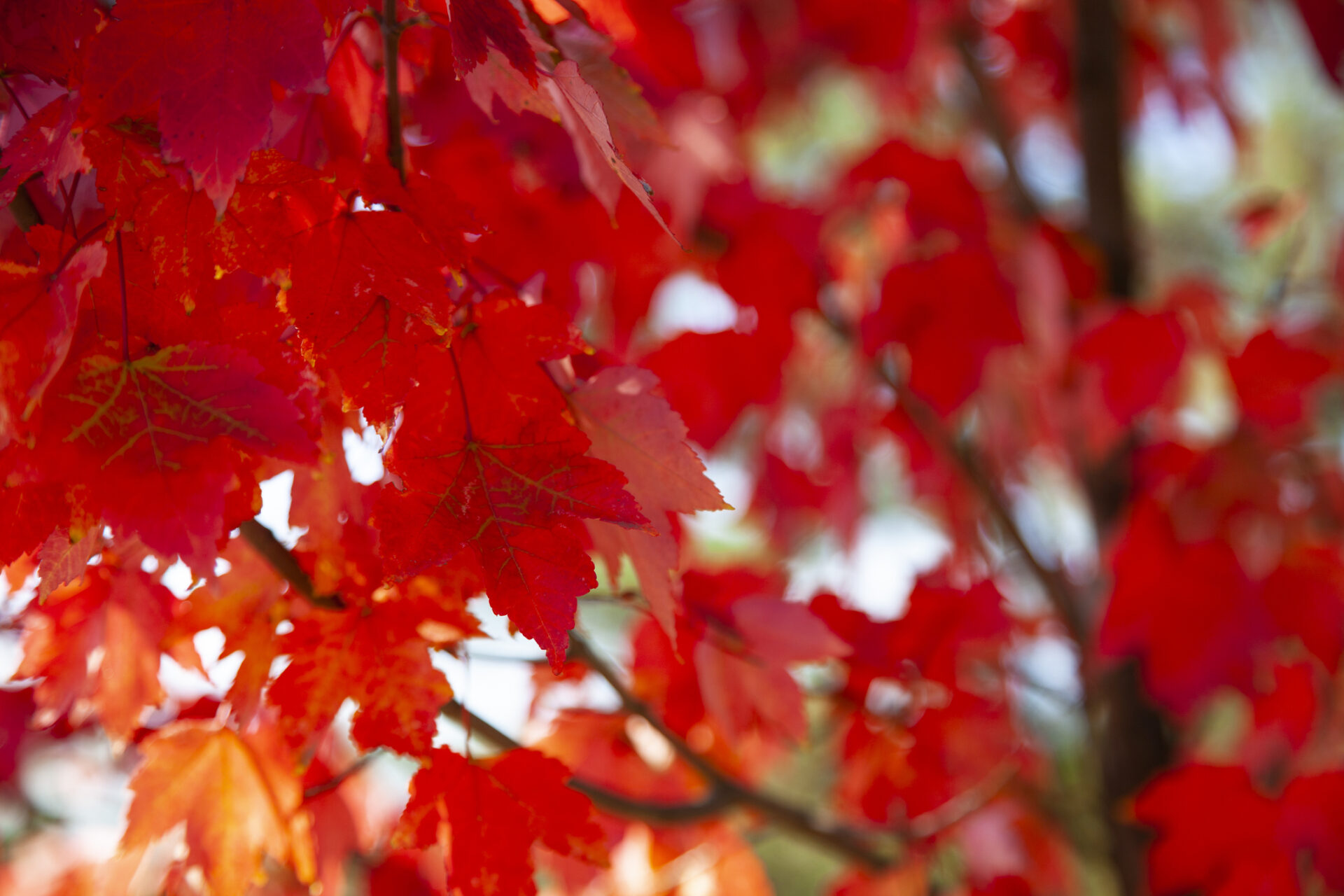 Acer rubrum 'October Glory' - obrazek 2