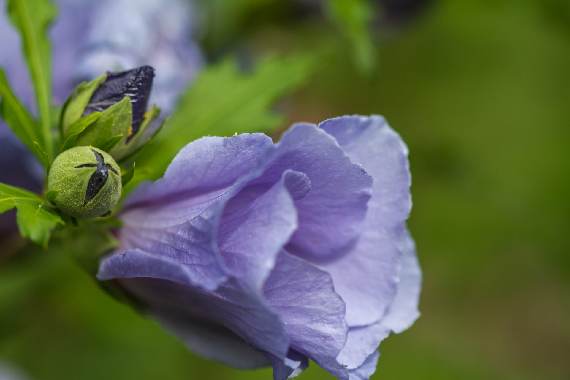 Hibiskus OISEAU BLUE - obrazek 2