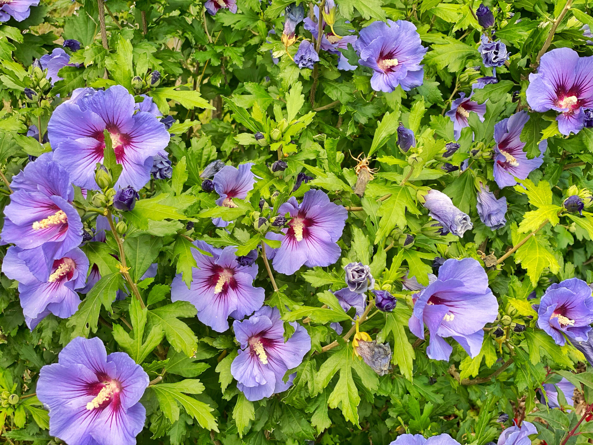 Hibiskus OISEAU BLUE - obrazek 3