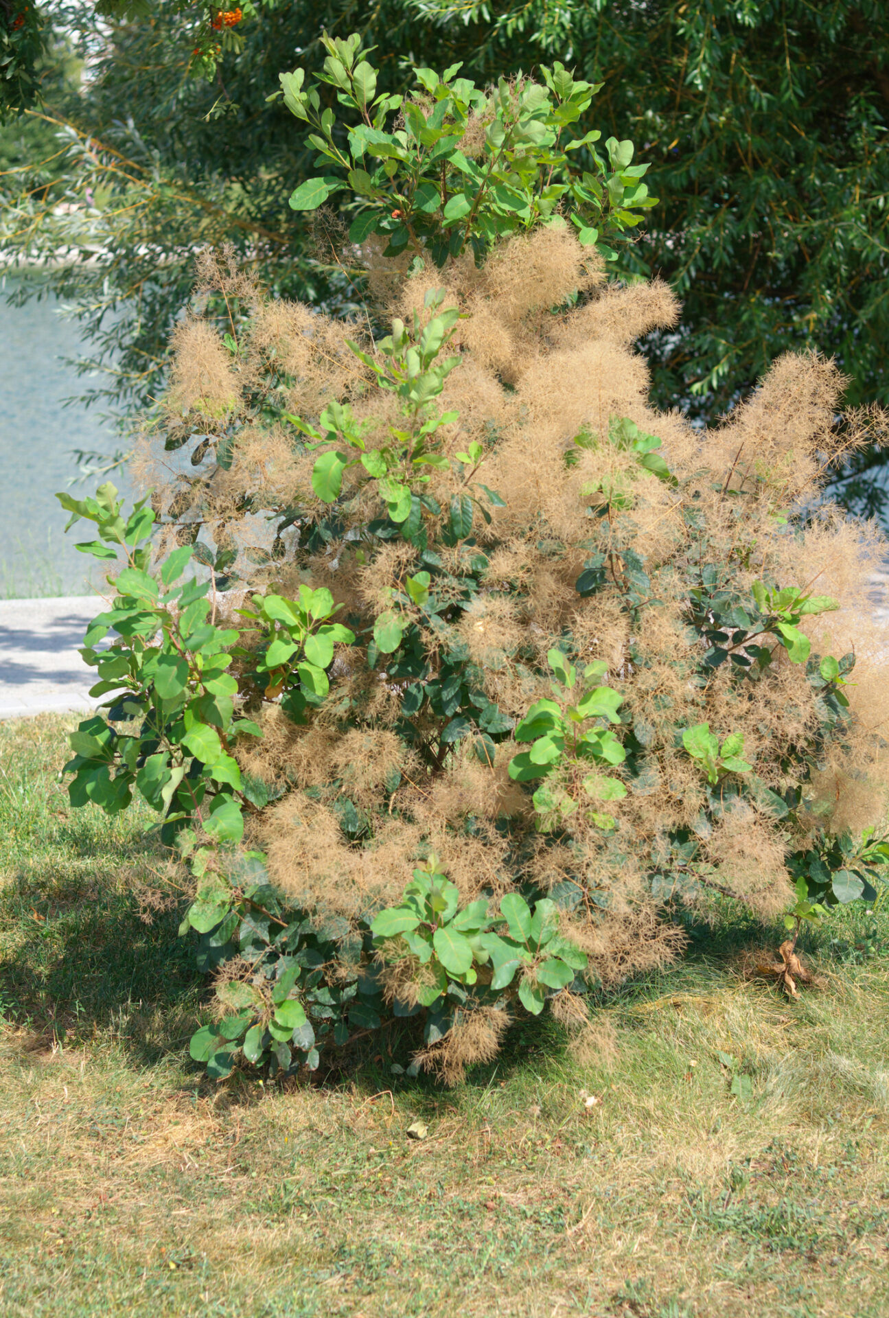 Perukowiec podolski LEMON LADY - obrazek 2