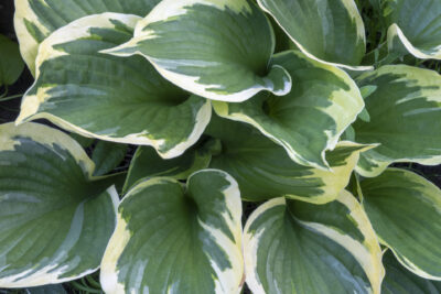 Funkia hosta ORION'S BELT