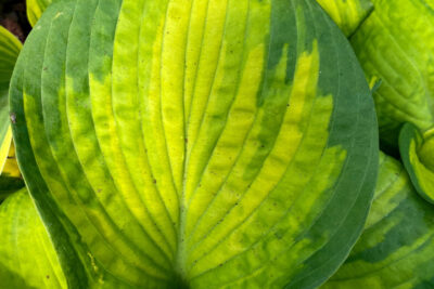 Funkia hosta CATHEDRAL WINDOWS