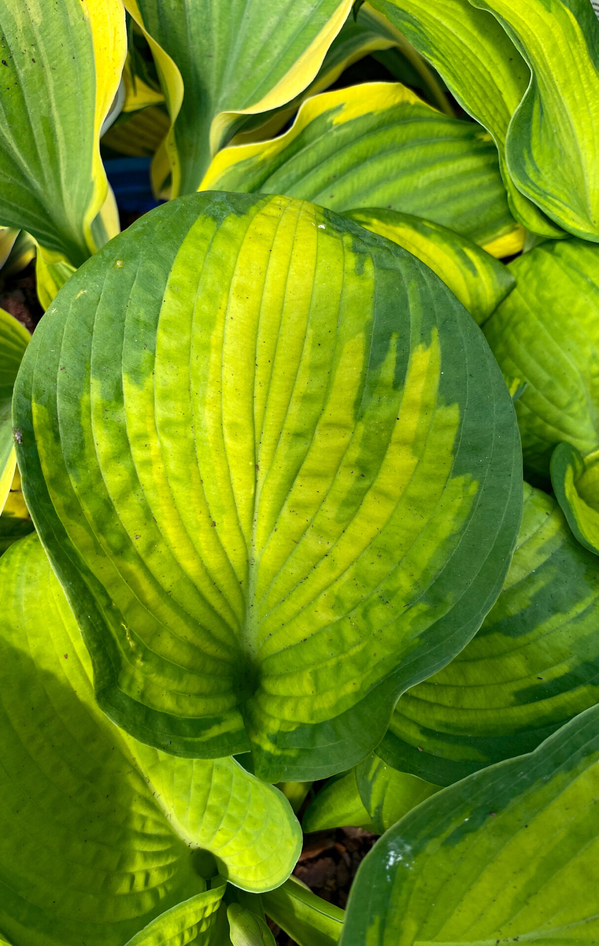 Funkia hosta CATHEDRAL WINDOWS