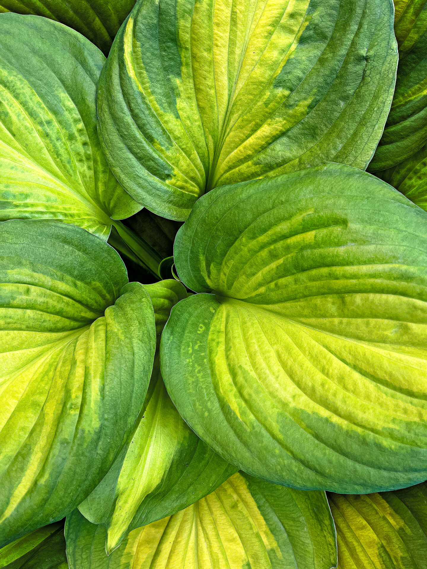 Funkia hosta CATHEDRAL WINDOWS - obrazek 2