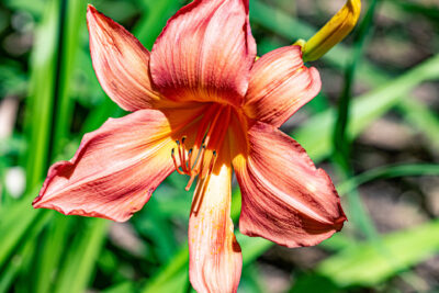 Liliowiec PINK STRIPES