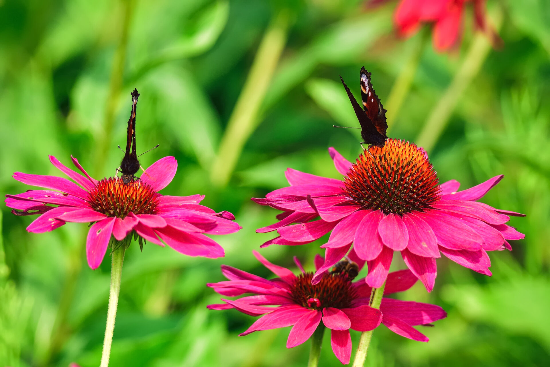 Echinacea jeżówka PURPLE EMPEROR