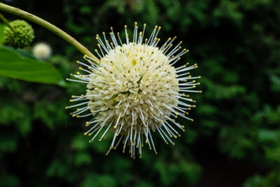 Guzikowiec zachodni FIBER OPTICS