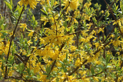 Forsycja pośrednia MIKADOR