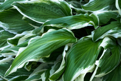 Funkia hosta SORBET