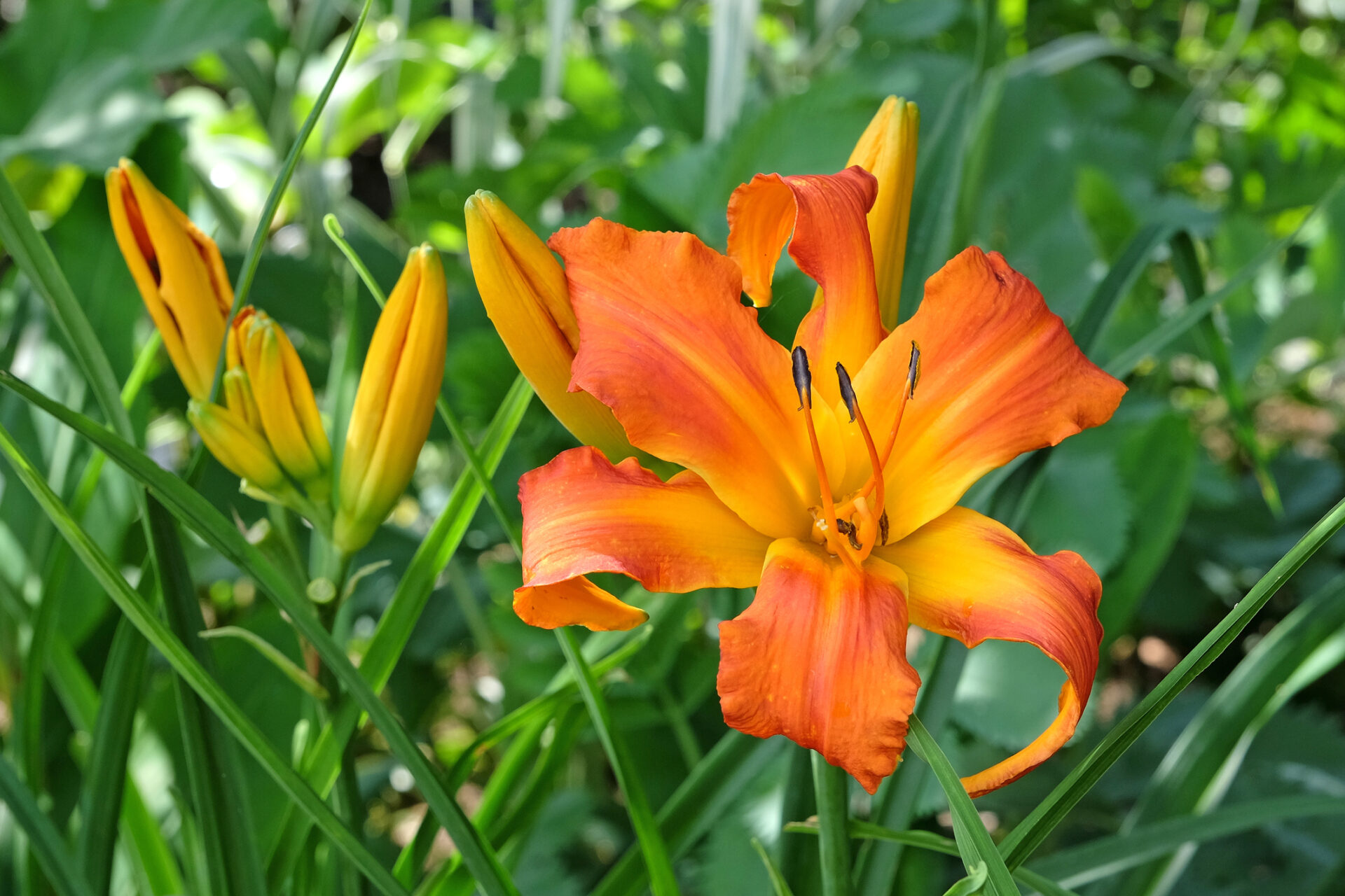 Liliowiec PRIMAL SCREAM