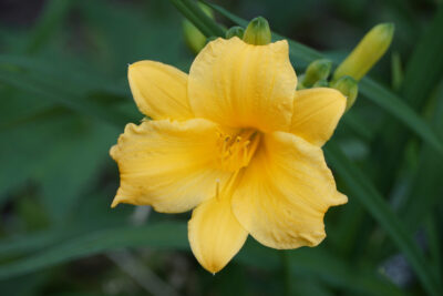 Liliowiec HAPPY RETURNS