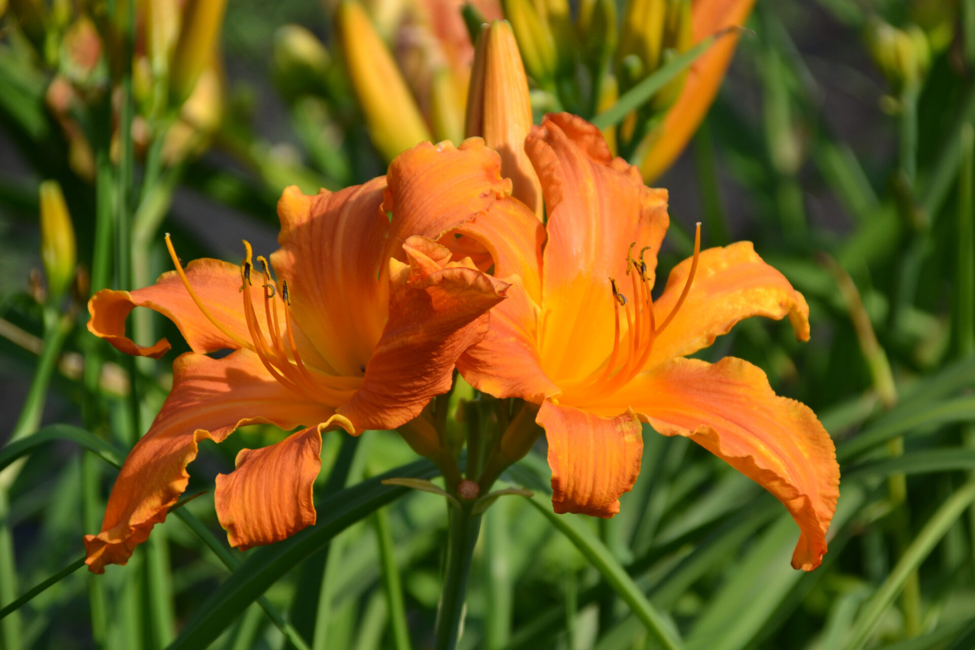 Liliowiec PRIMAL SCREAM - obrazek 2