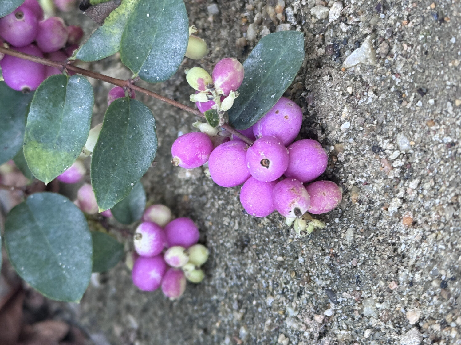 Śnieguliczka SYMPHONY RUMBLE - obrazek 2