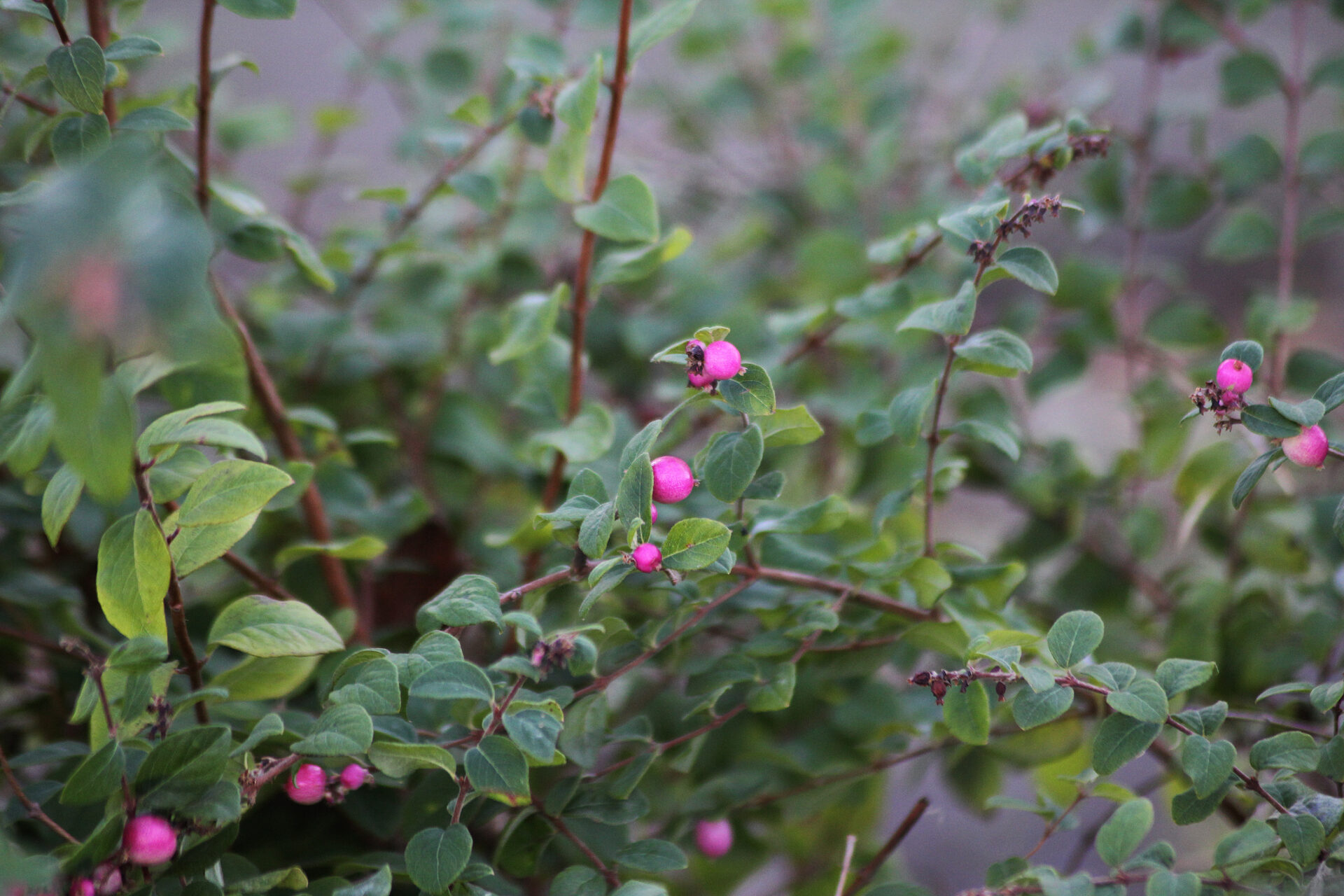 Śnieguliczka SYMPHONY RUMBLE - obrazek 3