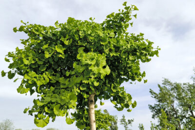 Miłorząb MARIKEN Gingko Biloba 160 cm