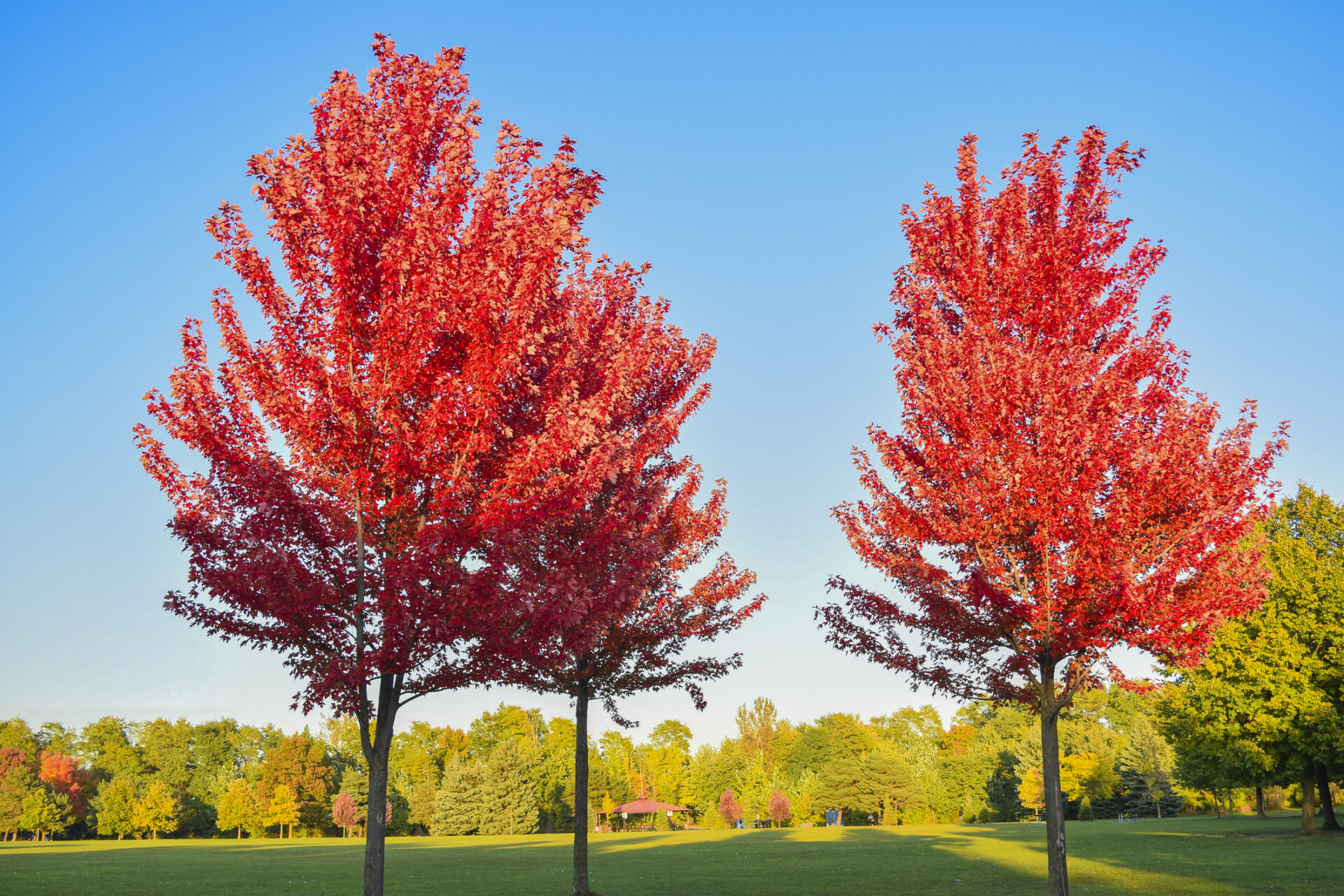Acer rubrum 'October Glory'