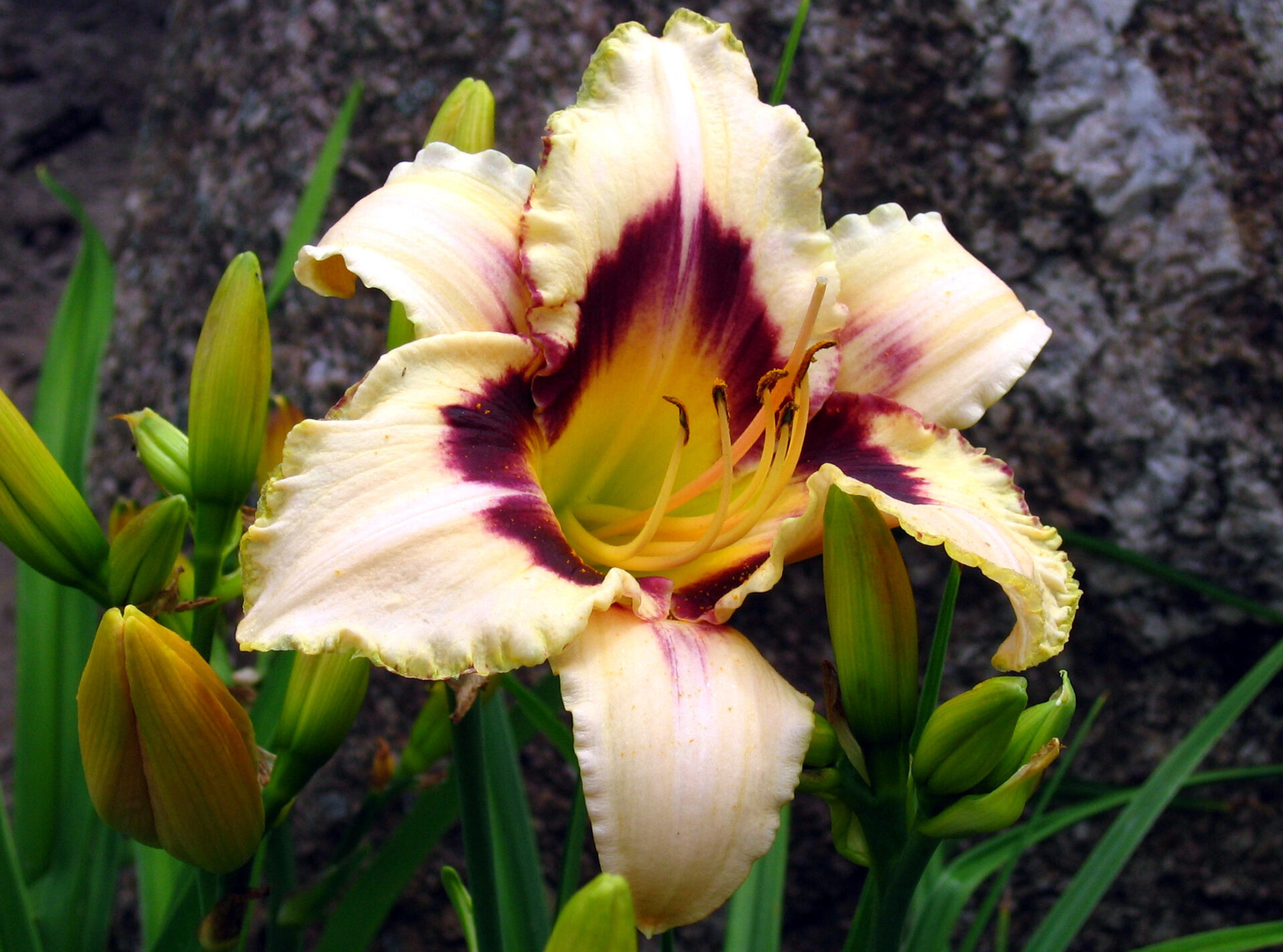 Liliowiec CANADIAN BORDER PATROL - obrazek 2