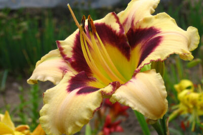 Liliowiec CANADIAN BORDER PATROL