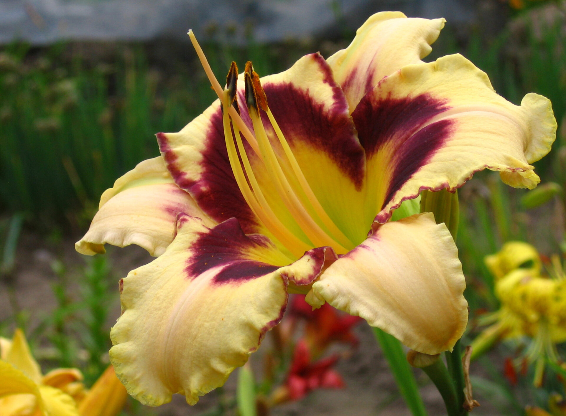 Liliowiec CANADIAN BORDER PATROL