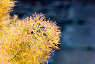 Perukowiec podolski LEMON LADY