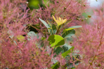 Perukowiec podolski FLAMISSIO