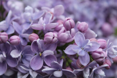 Lilak pospolity CARPE DIEM