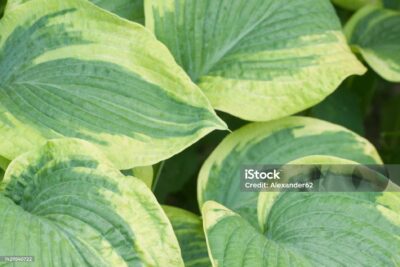 Funkia hosta GLAD RAGS