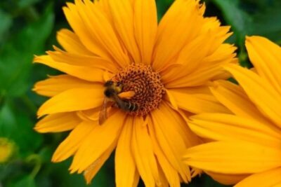 Słoneczniczek szorstki ORIOLE SINGLE YELLOW