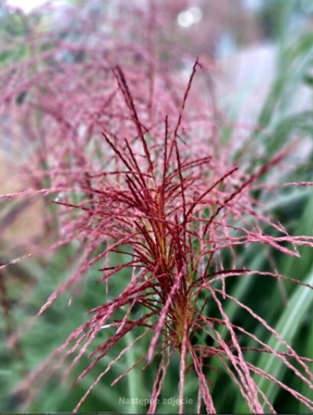 Miskant chiński POLONUS - obrazek 4