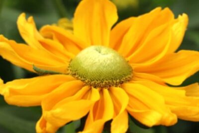Rudbekia owłosiona AMARILLO GOLD