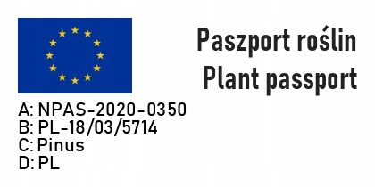 Sosna hakowata NITRA - obrazek 4