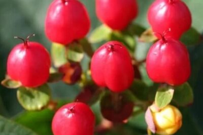 Dziurawiec MAGICAL RED FAME dekoracyjne OWOCE I KWIATY