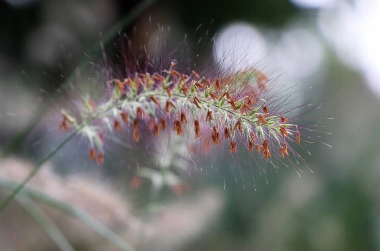 Rozplenica japońska BURGUNDY BUNNY - obrazek 5