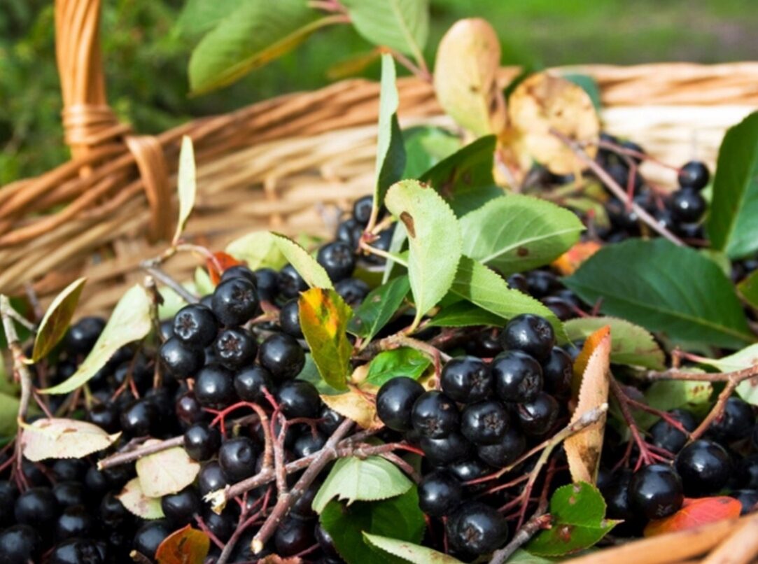 Aronia śliwolistna VIKING zdrowe owoce MROZOODPORNA - obrazek 5